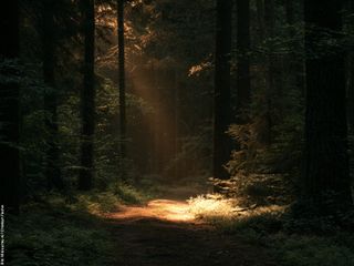 Titelbild zur Predigt "Licht".
